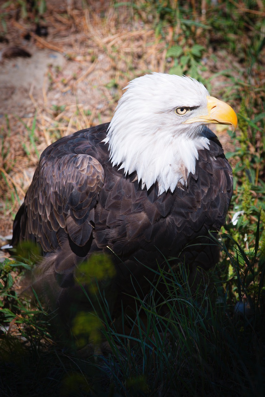 Bald Eagle